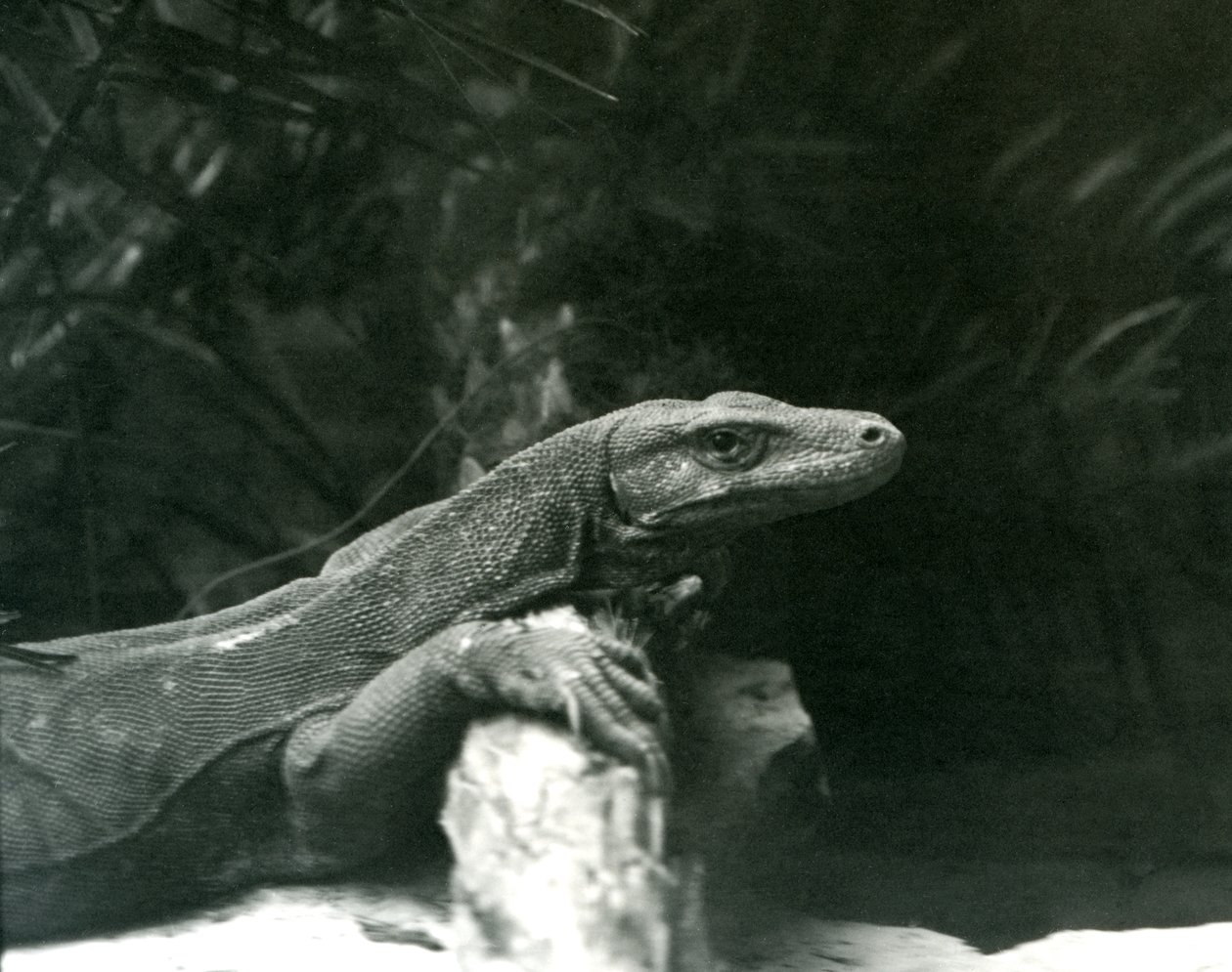 Un dragon de Komodo reposant son cou et ses pattes avant contre une bûche au zoo de Londres en juin 1927 - Frederick William Bond
