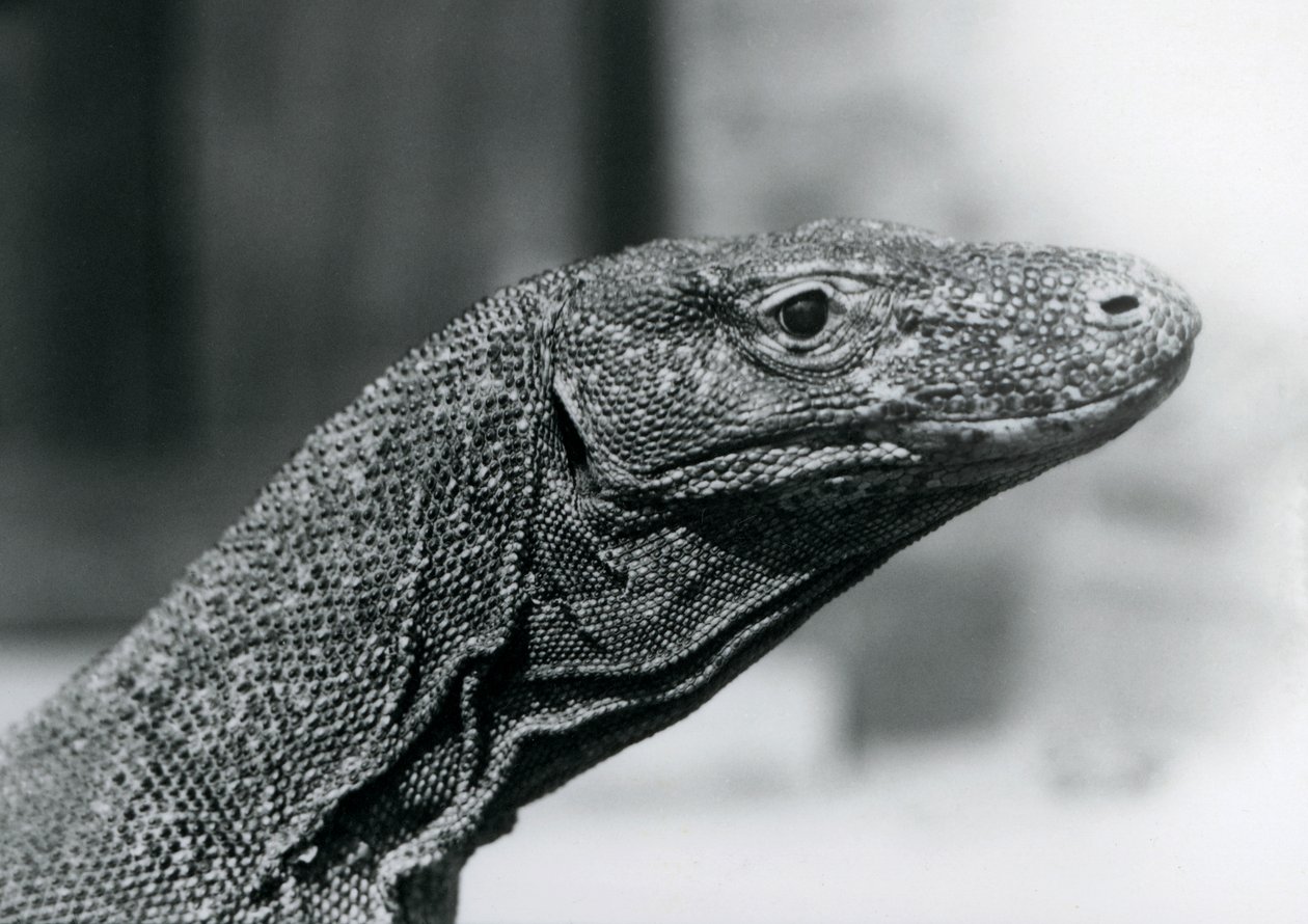 Un dragon de Komodo au zoo de Londres en août 1928 - Frederick William Bond