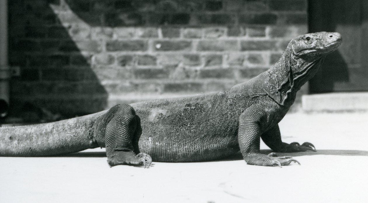 Un dragon de Komodo au zoo de Londres en août 1928 - Frederick William Bond