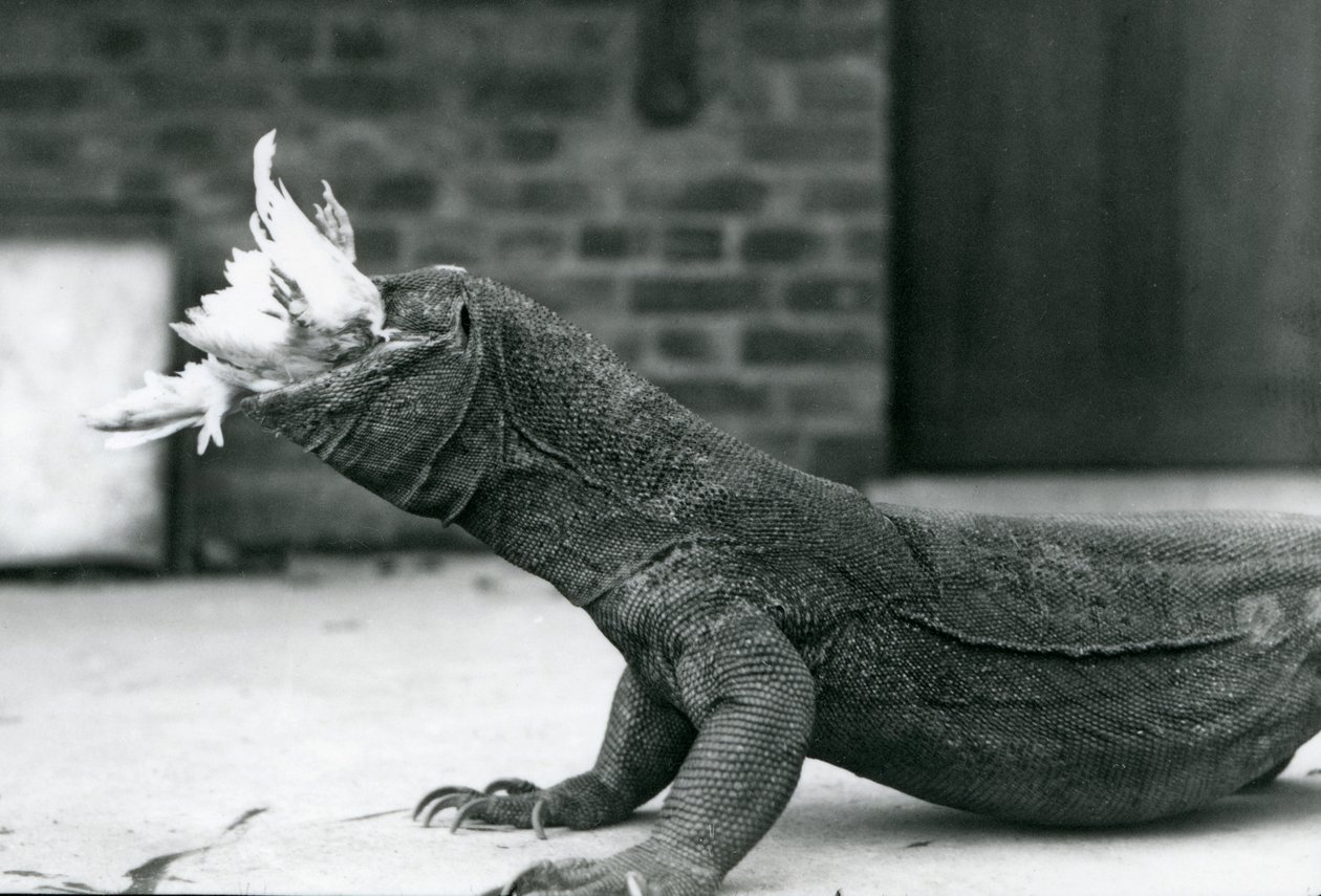 Un dragon de Komodo mangeant un poulet au zoo de Londres en août 1928 - Frederick William Bond