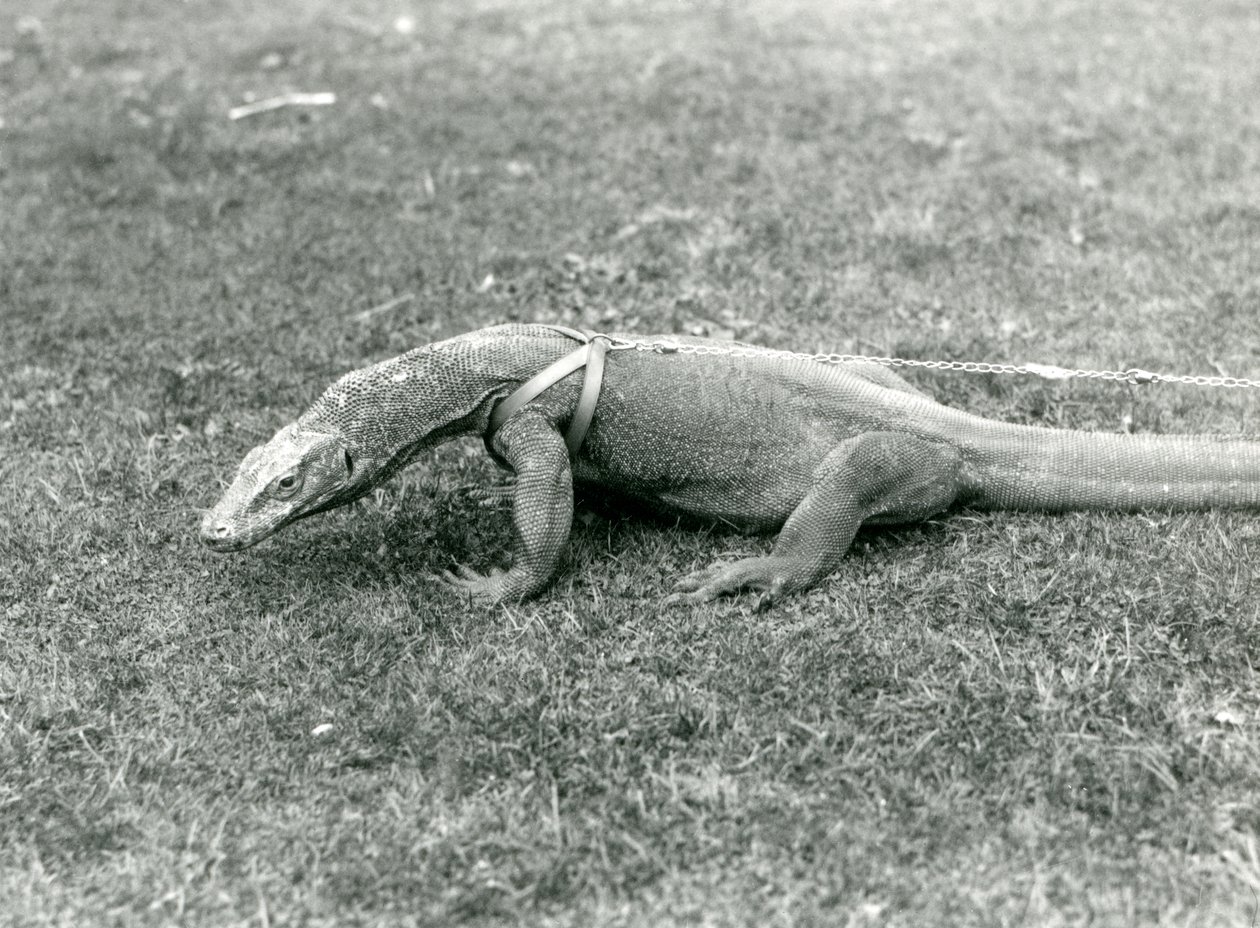 Un dragon de Komodo en promenade sur une pelouse, portant un harnais et une laisse - Frederick William Bond