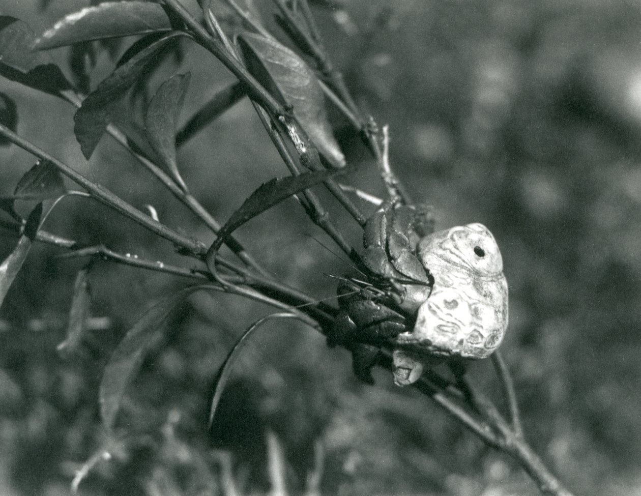 Un crabe ermite terrestre grimpant sur une petite branche, Zoo de Londres - Frederick William Bond