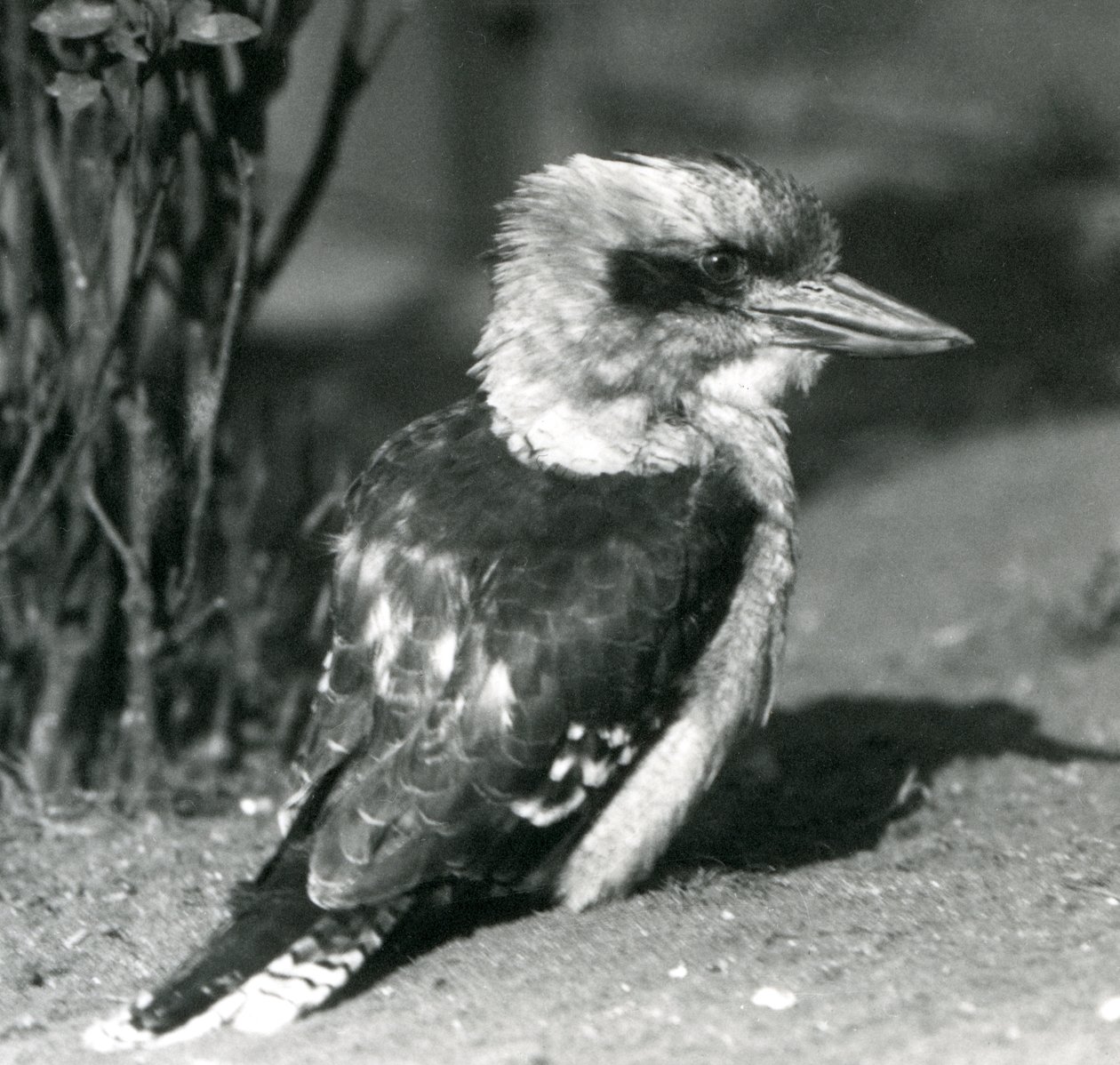 Un kookaburra rieur au zoo de Londres en avril 1925 - Frederick William Bond