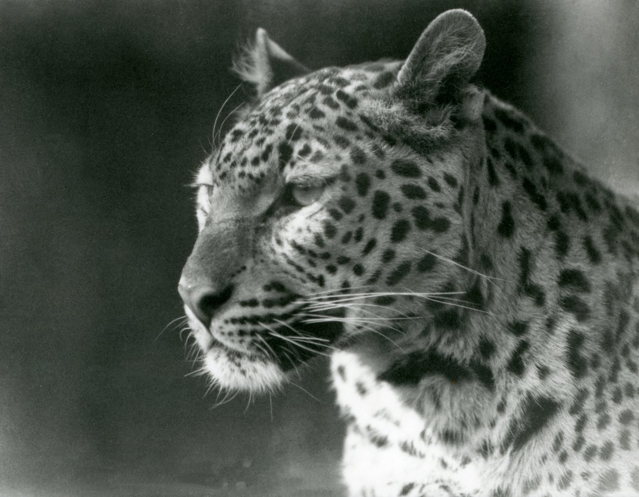 Un léopard au zoo de Londres en 1930 (photo n/b) - Frederick William Bond