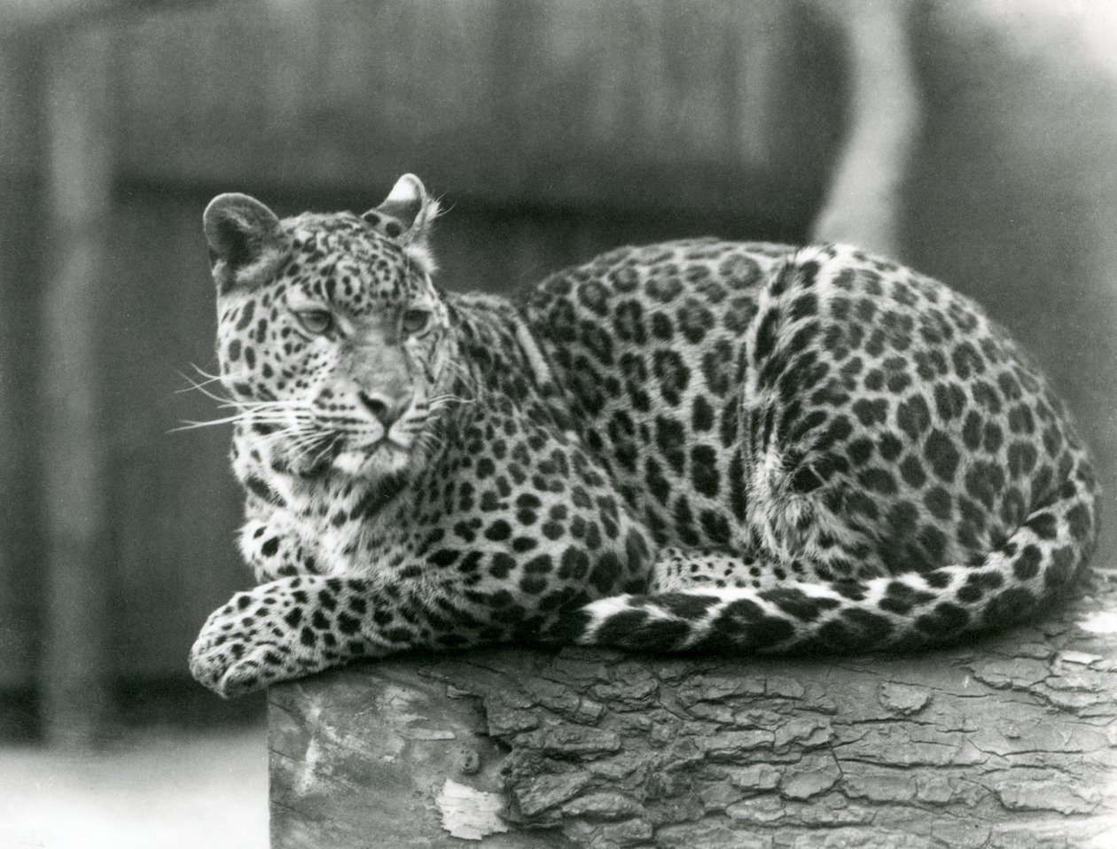 Un léopard se reposant sur une bûche au zoo de Londres en 1929 - Frederick William Bond