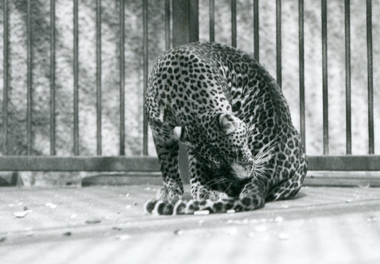 Un léopard assis dans son enclos se toilettant la patte, zoo de Londres, 1927 - Frederick William Bond