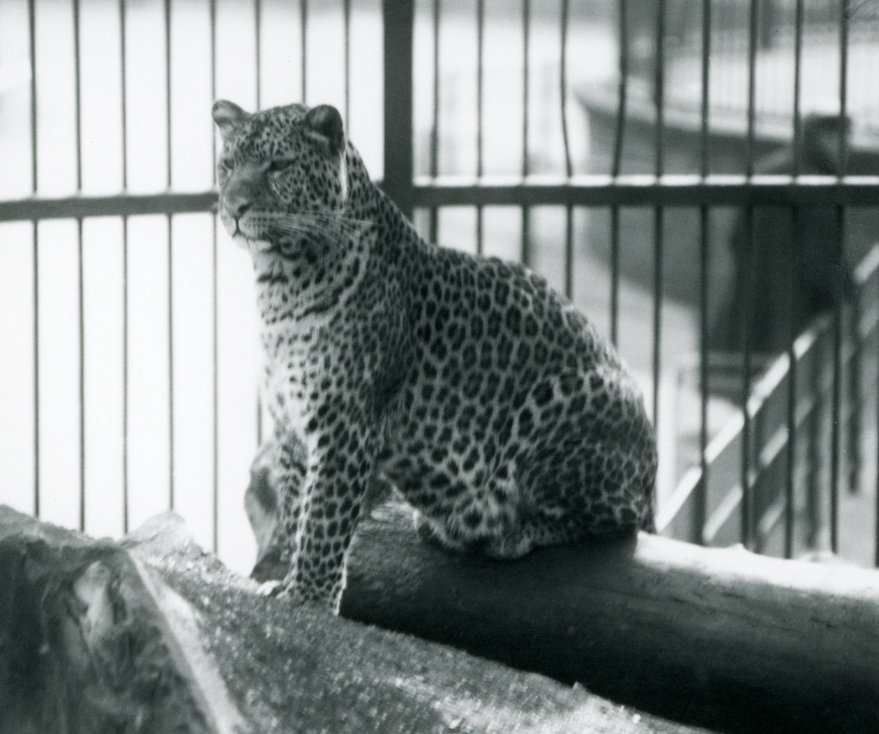 Un léopard assis sur une bûche dans son enclos au Zoo de Londres, septembre 1925 - Frederick William Bond