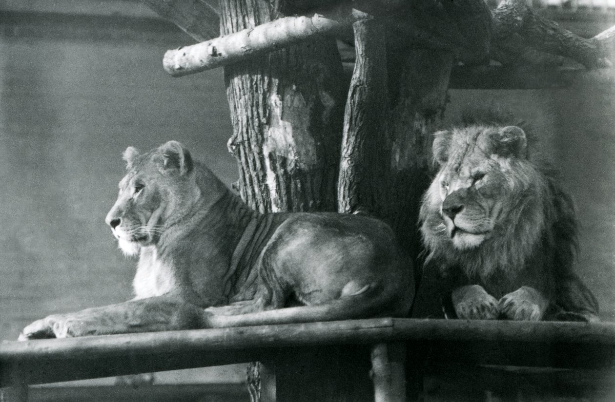 Un lion et une lionne reposant sur une haute plateforme, dans leur enclos, Zoo de Londres en 1929 - Frederick William Bond