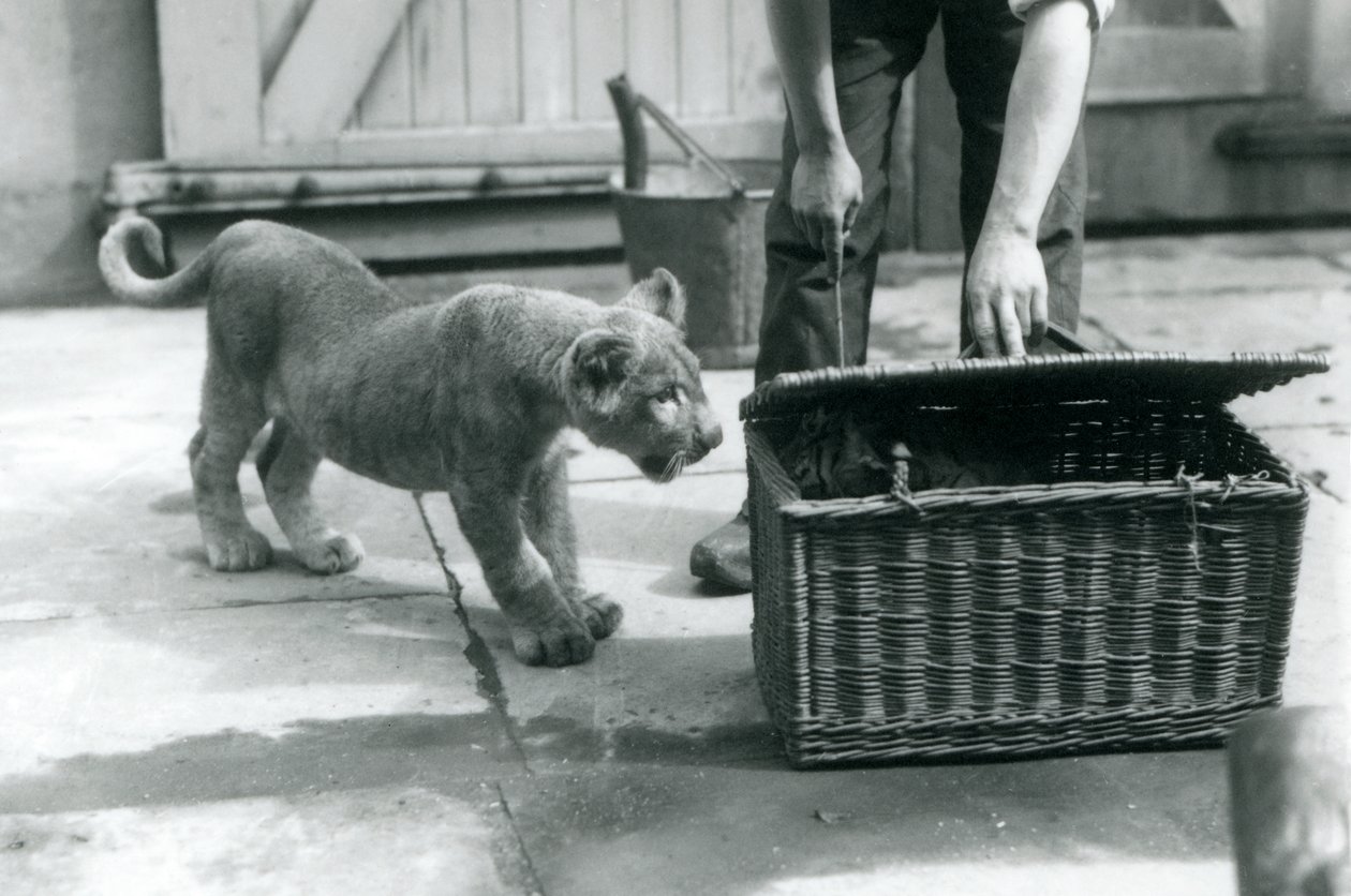 Un lionceau regardant un tigreau dans un panier en osier, que le gardien ouvre, Zoo de Londres, septembre 1925 - Frederick William Bond