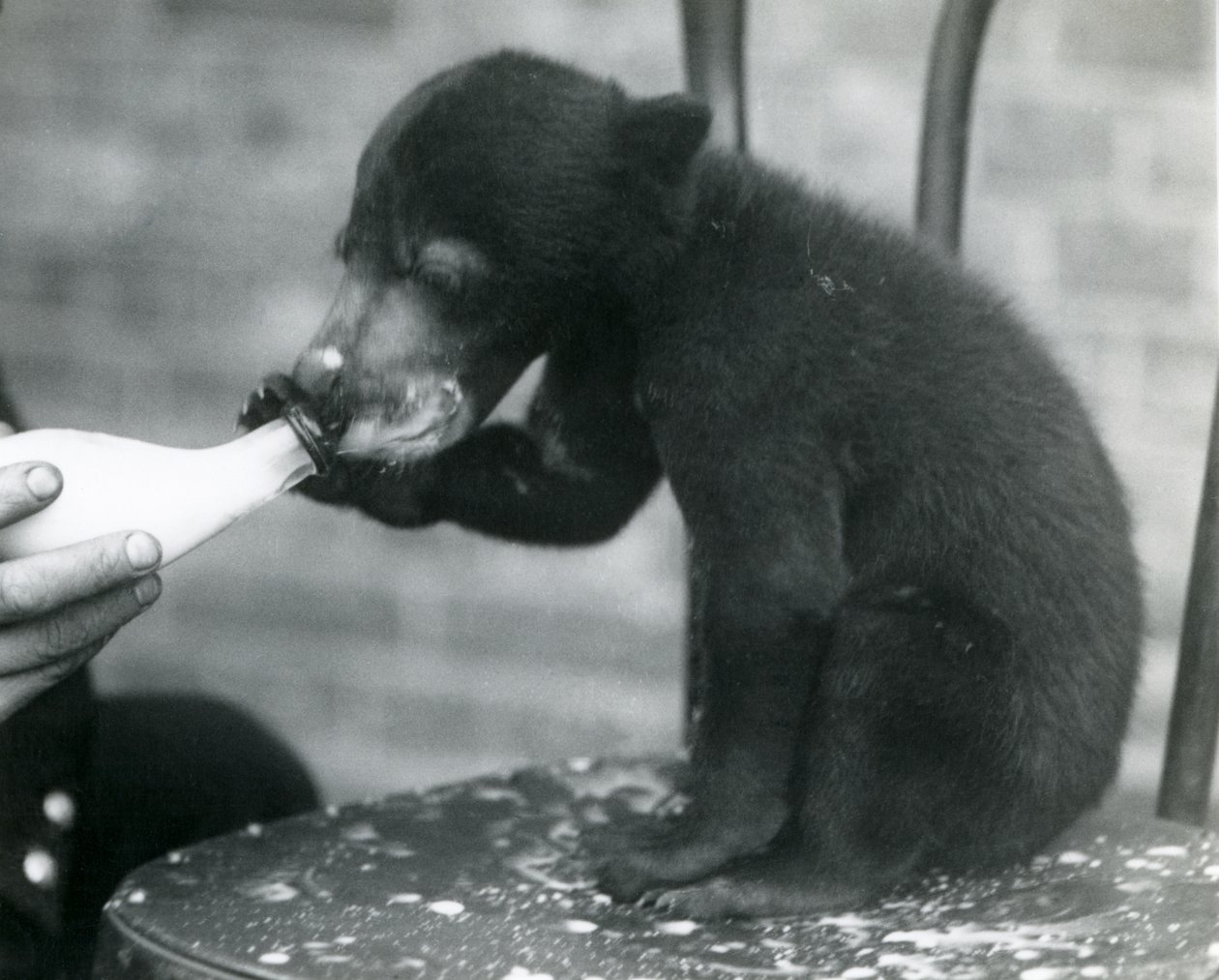Un ourson malais ou ours du soleil assis sur une chaise tout en étant nourri au biberon par son gardien au zoo de Londres, années 1920 - Frederick William Bond