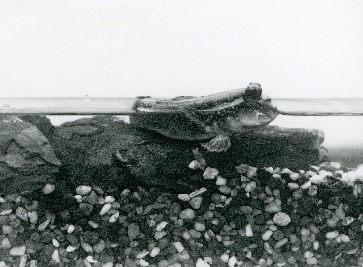 Un gobie, reposant sur des rochers submergés, avec ses yeux au-dessus de l