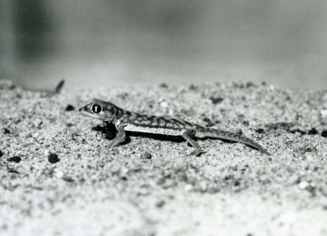 Un Gecko des sables de Namib/Gecko à pieds palmés sur le sable, Zoo de Londres, septembre 1928 (photo n/b) - Frederick William Bond