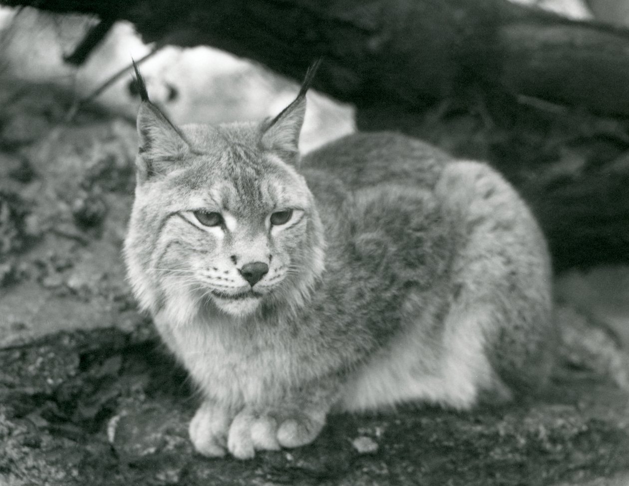 Un lynx boréal assis sur un rocher, Zoo de Londres, octobre 1925 - Frederick William Bond