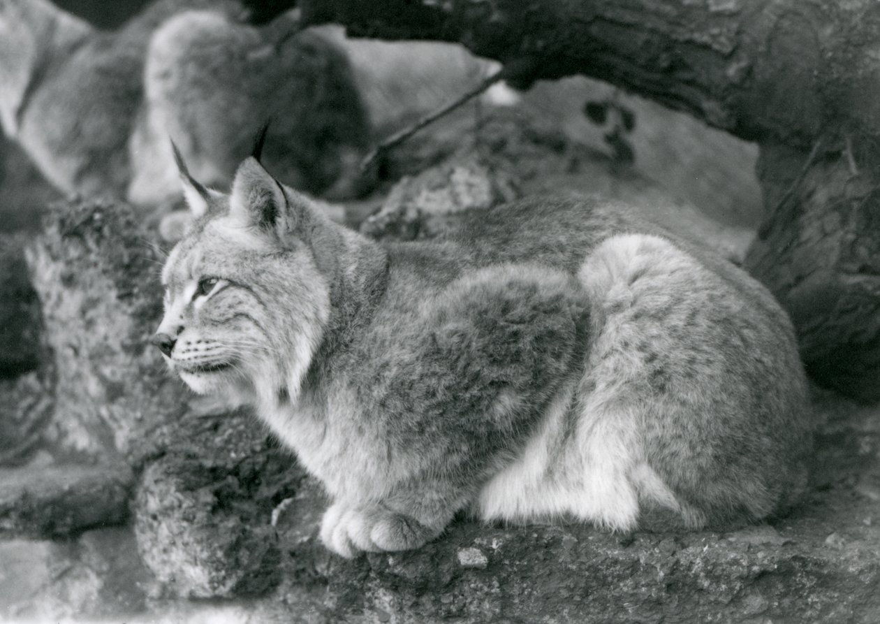 Un lynx boréal assis sur un rocher, Zoo de Londres, octobre 1925 - Frederick William Bond