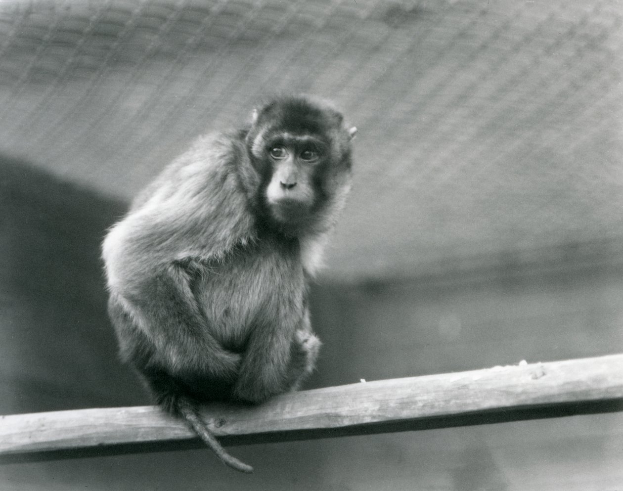 Un macaque à queue de cochon assis sur un perchoir dans son enclos au Zoo de Londres (photo n/b) - Frederick William Bond
