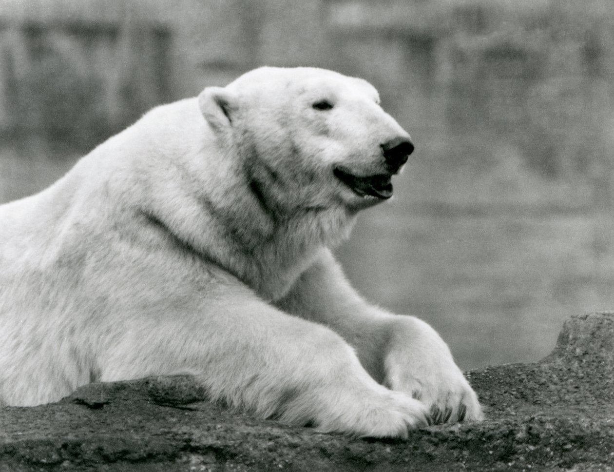 Un ours polaire se reposant sur une corniche rocheuse au zoo de Londres en 1931 (photo n/b) - Frederick William Bond