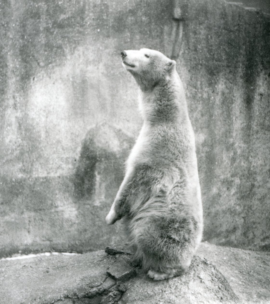 Un ours polaire assis sur ses pattes arrière au zoo de Londres en 1929 - Frederick William Bond