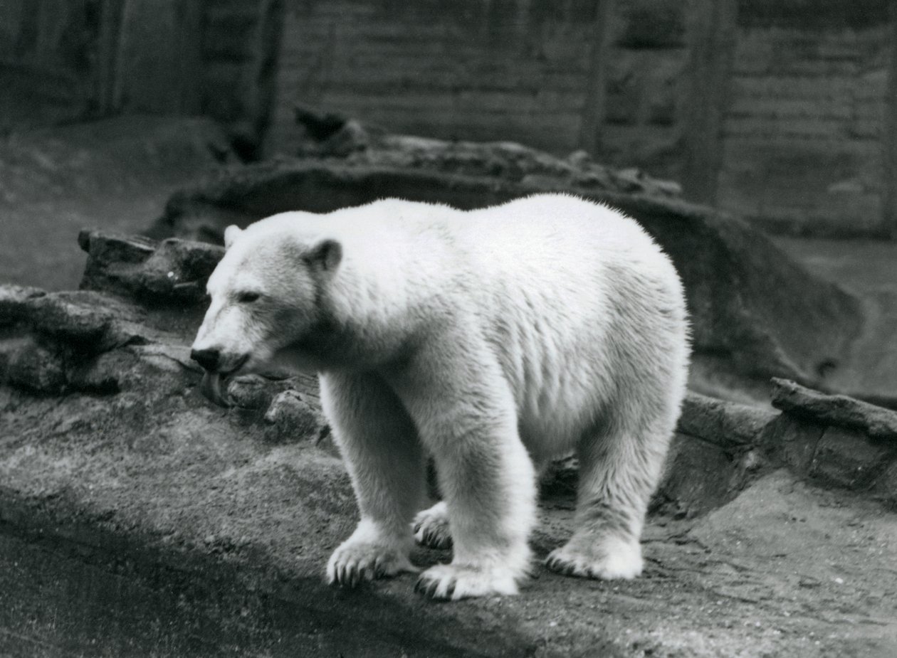 Un ours polaire debout au bord de son enclos à la base des terrasses Mappin, Zoo de Londres, septembre 1928 - Frederick William Bond