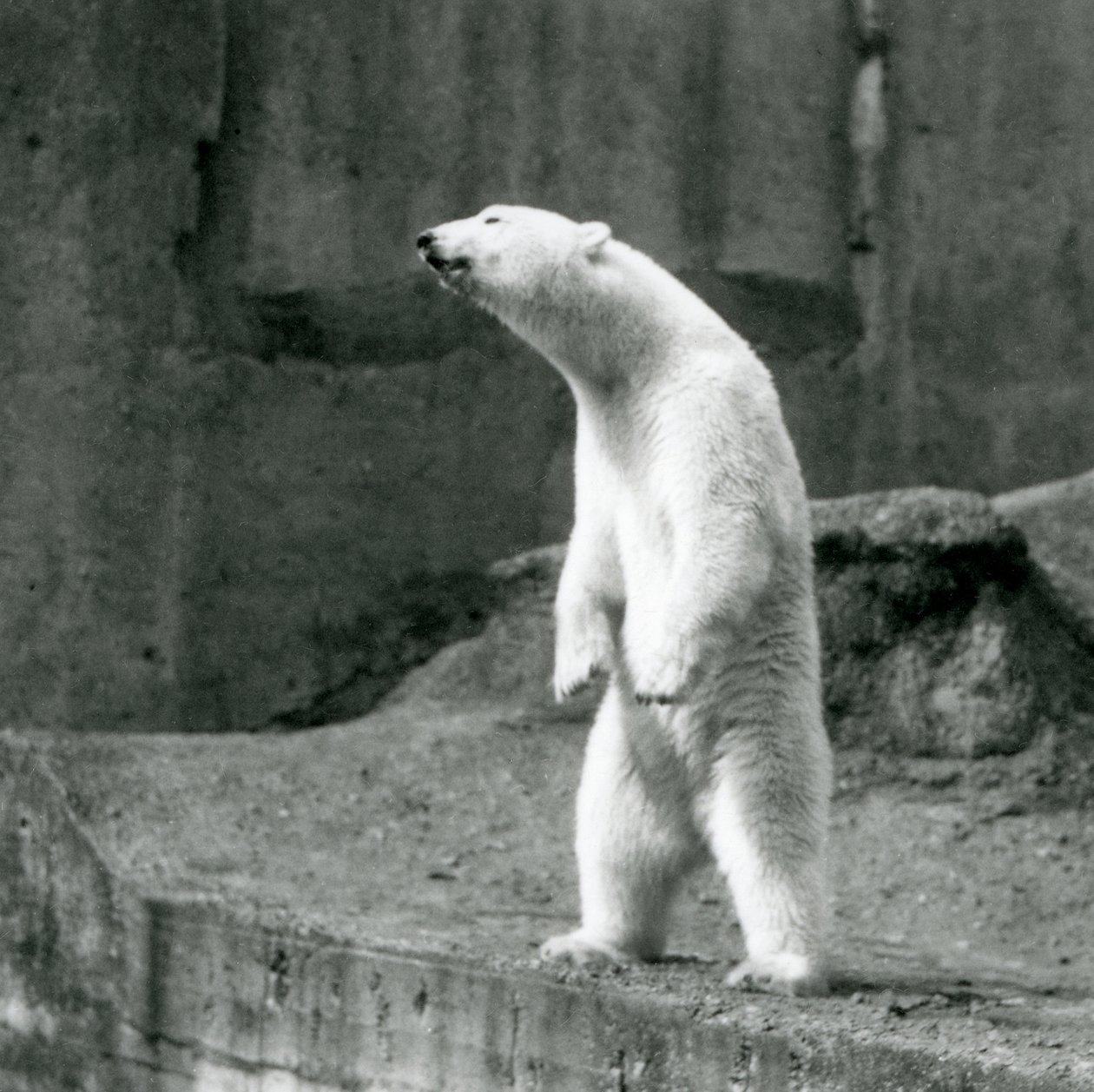 Un ours polaire debout, sur ses pattes arrière, au bord de son enclos sur les terrasses Mappin, zoo de Londres - Frederick William Bond