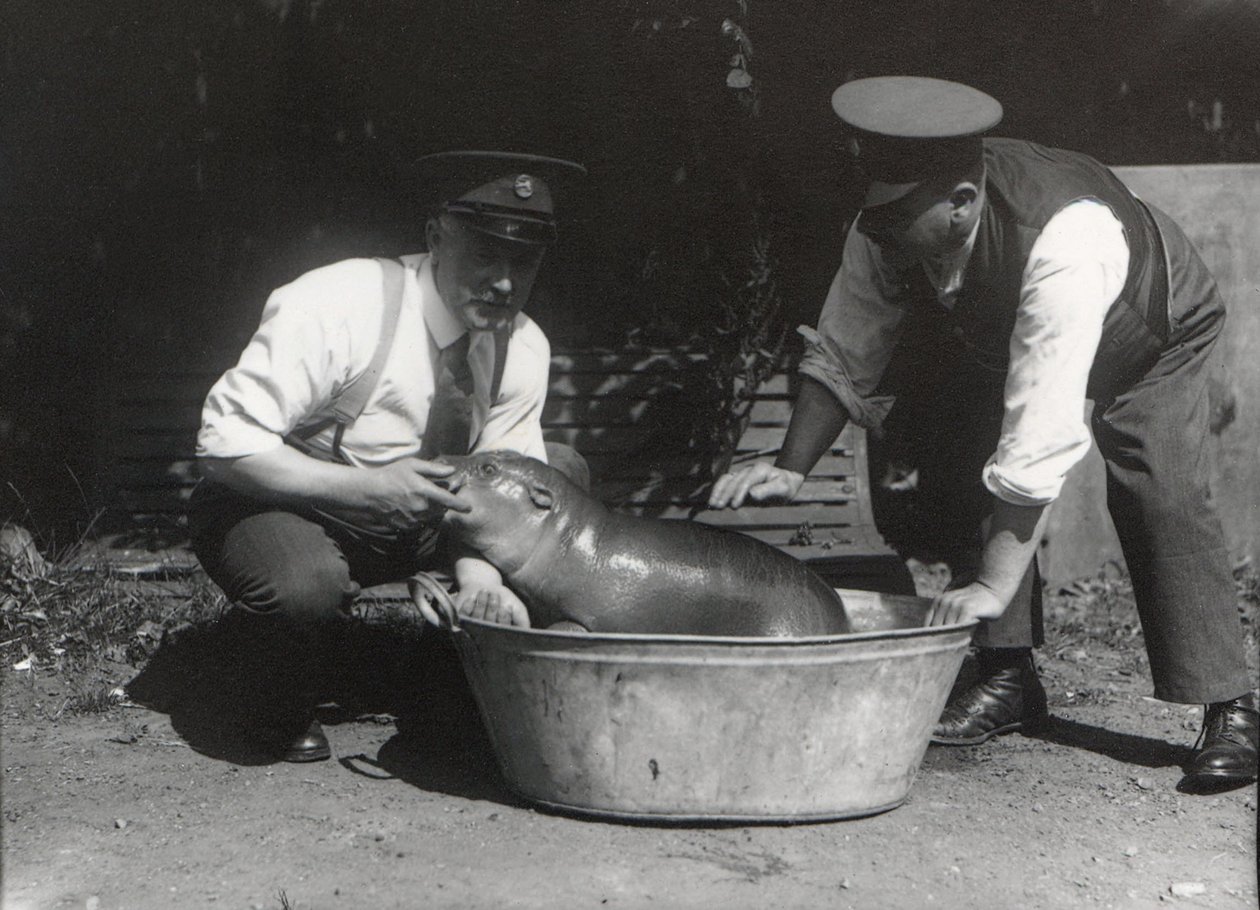 Un Hippopotame pygmée se baignant au Zoo de Londres, août 1928 - Frederick William Bond