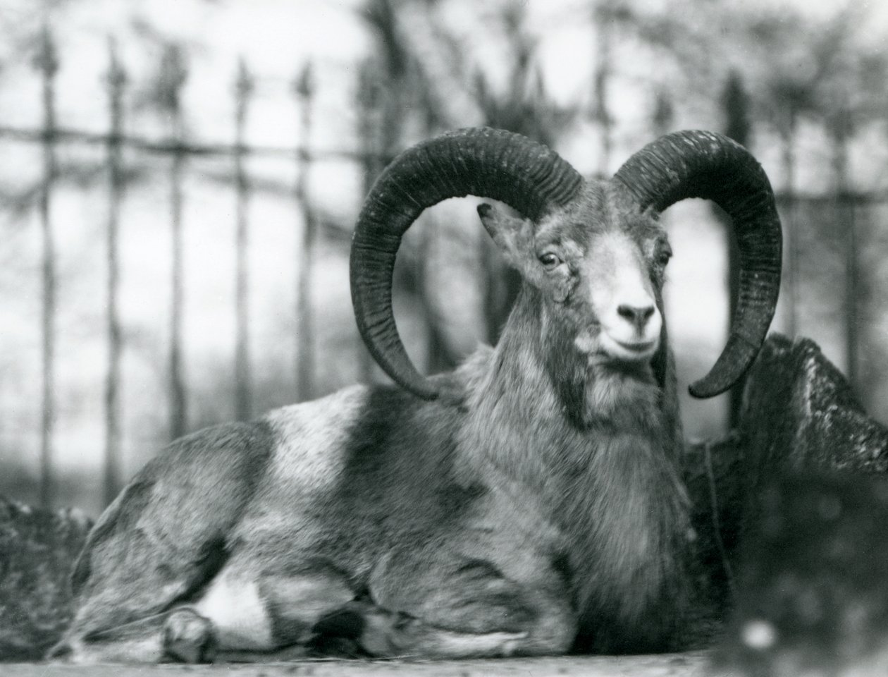 Un bélier assis au zoo de Londres, 1925 - Frederick William Bond