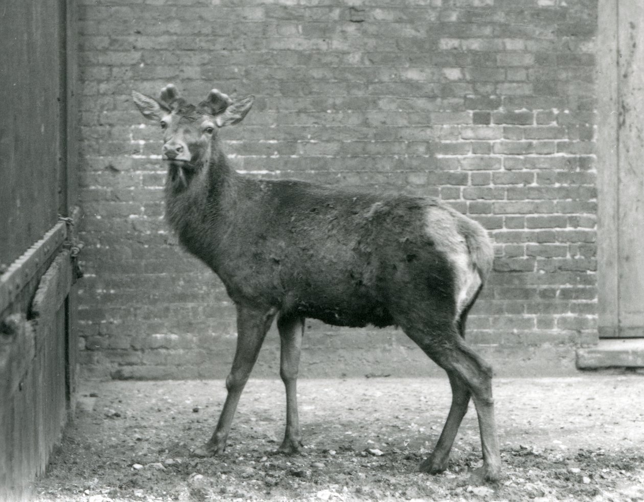 Un Cerf Rouge avec des bois en bourgeonnement, Zoo de Londres, août 1928 (photo n/b) - Frederick William Bond