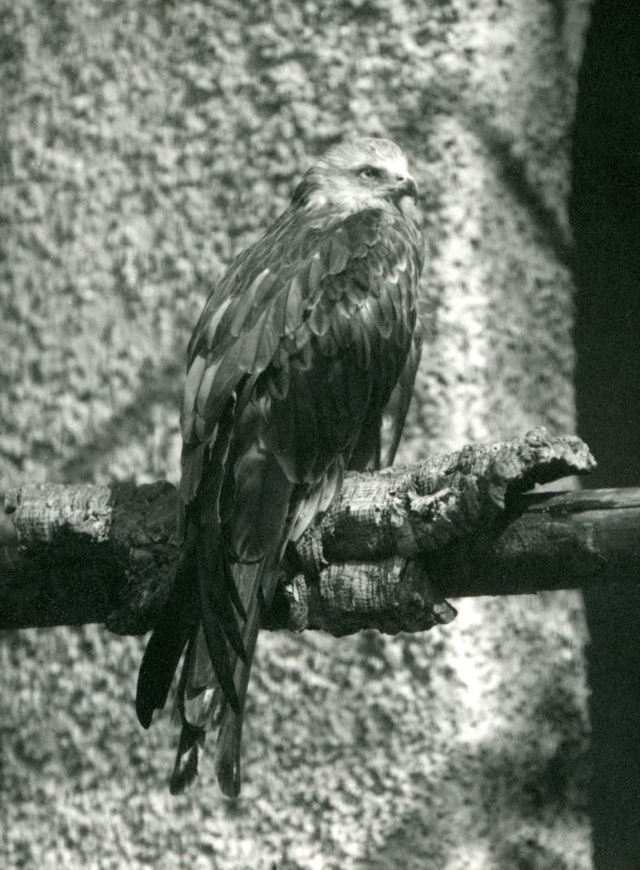 Un milan royal perché sur une branche au Zoo de Londres en 1924 - Frederick William Bond