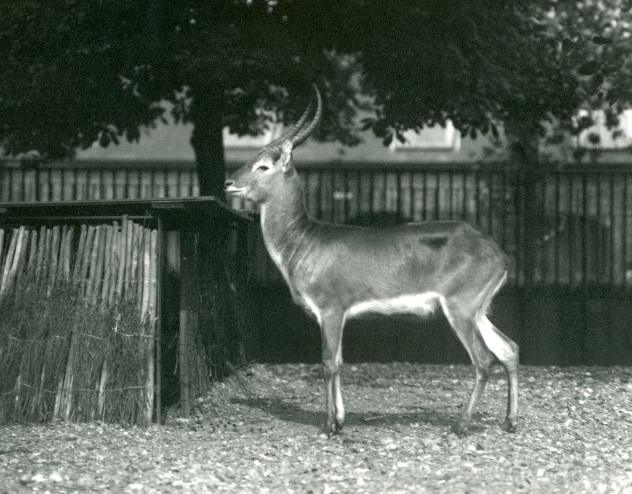 Un lechwe rouge au zoo de Londres, juillet 1924 - Frederick William Bond