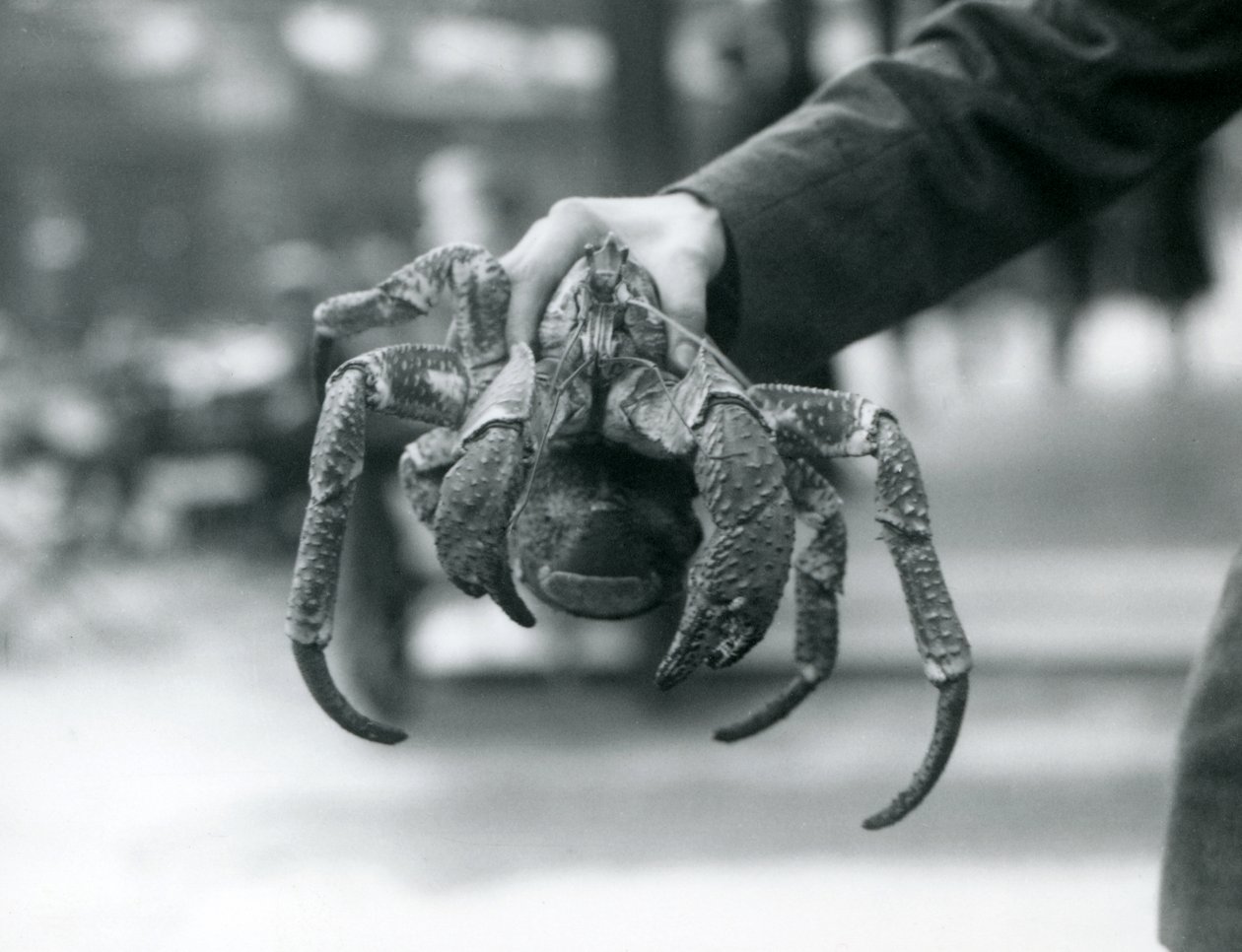 Un crabe de cocotier tenu par un gardien au zoo de Londres - Frederick William Bond
