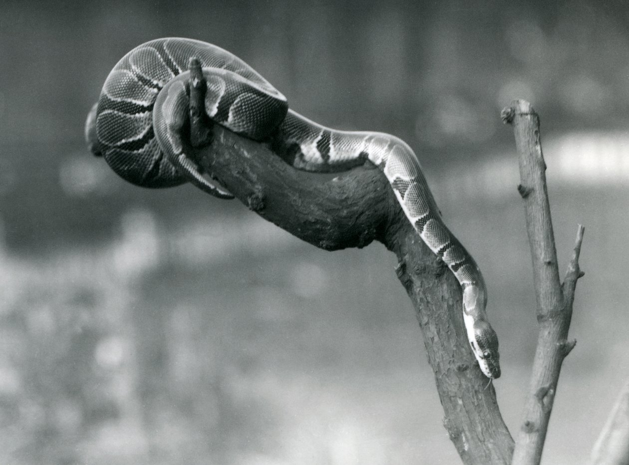 Un python royal descendant une branche au Zoo de Londres en octobre 1925 - Frederick William Bond