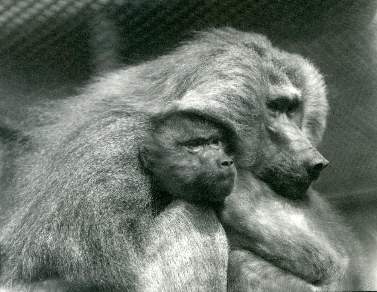 Un babouin sacré avec son petit au zoo de Londres, juillet 1924 - Frederick William Bond