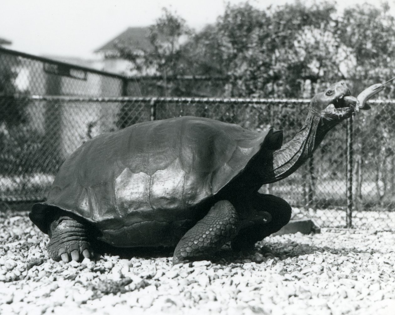 Une Tortue des Galápagos nourrie avec une banane sur un bâton (photo n/b) - Frederick William Bond