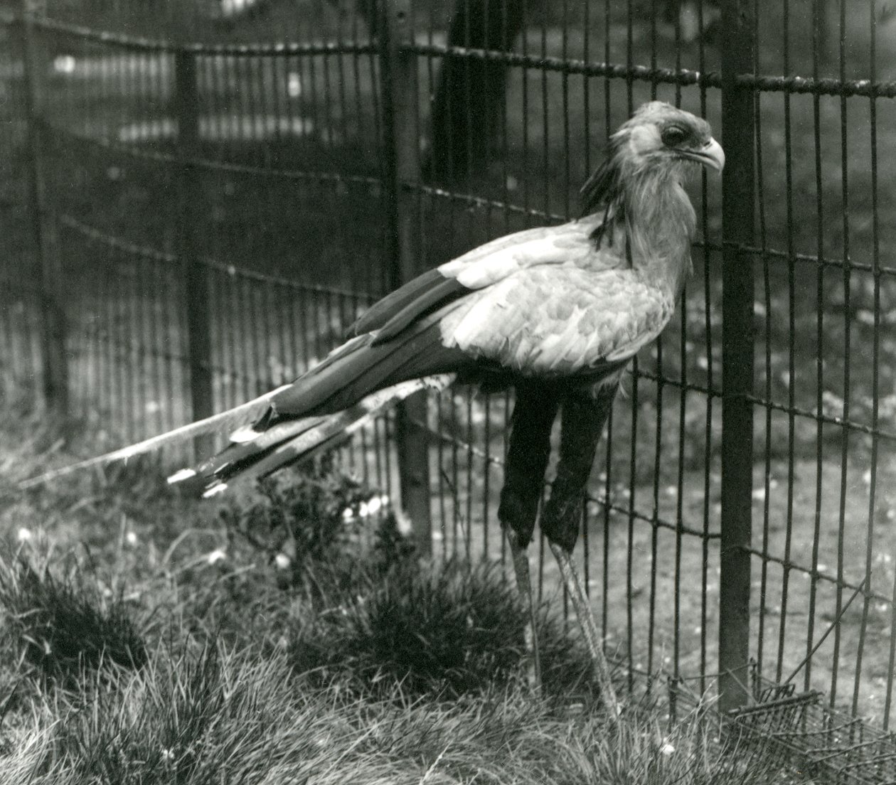 Un secrétaire au Zoo de Londres en septembre 1923 - Frederick William Bond