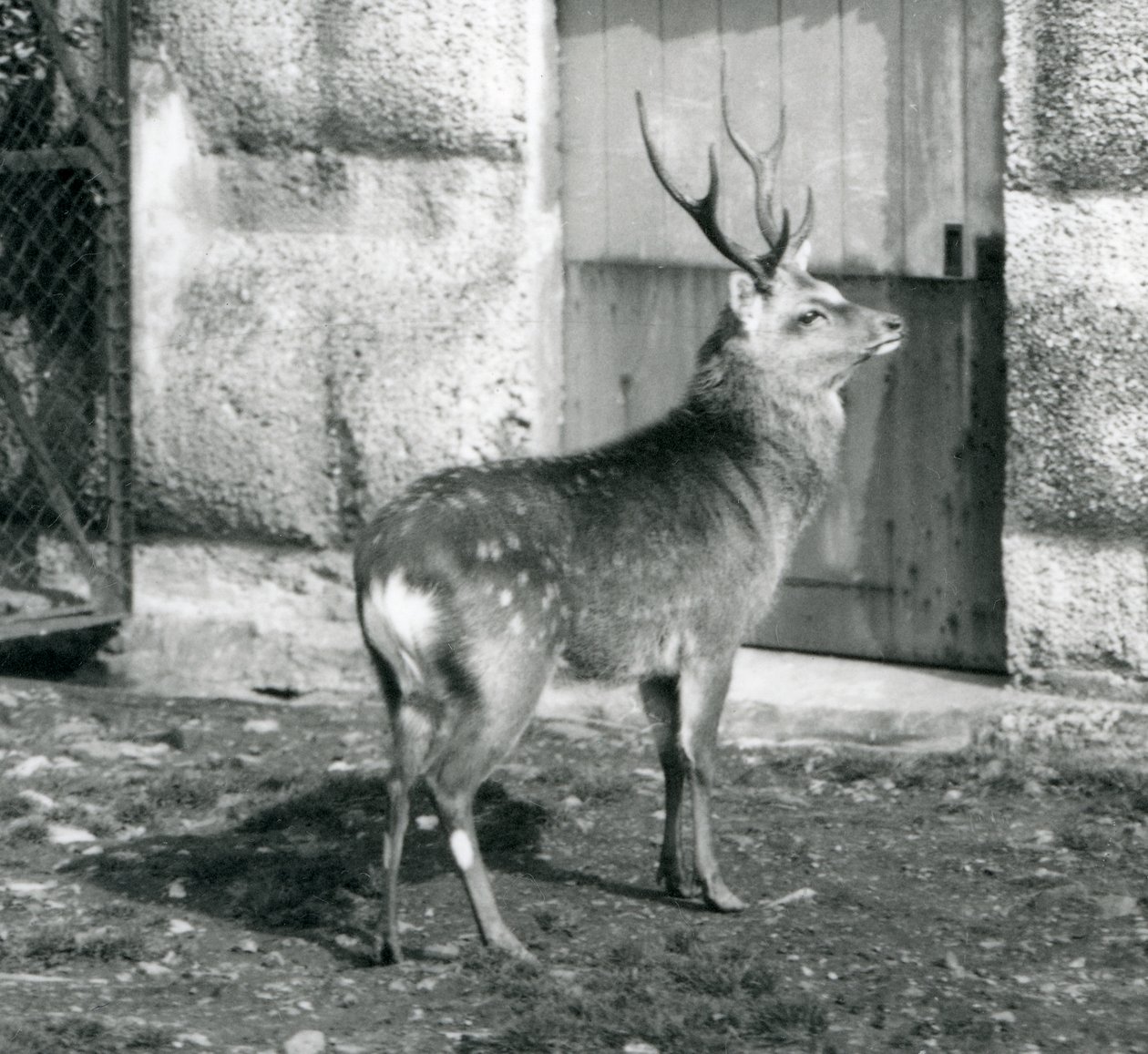 Un cerf tacheté japonais Sika debout dans son enclos, zoo de Londres, août 1927 - Frederick William Bond