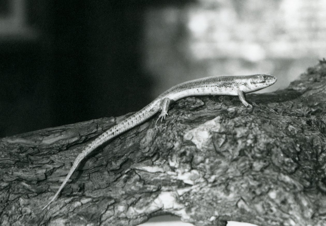 Un scinque reposant sur une bûche au Zoo de Londres en 1929 (photo n/b) - Frederick William Bond