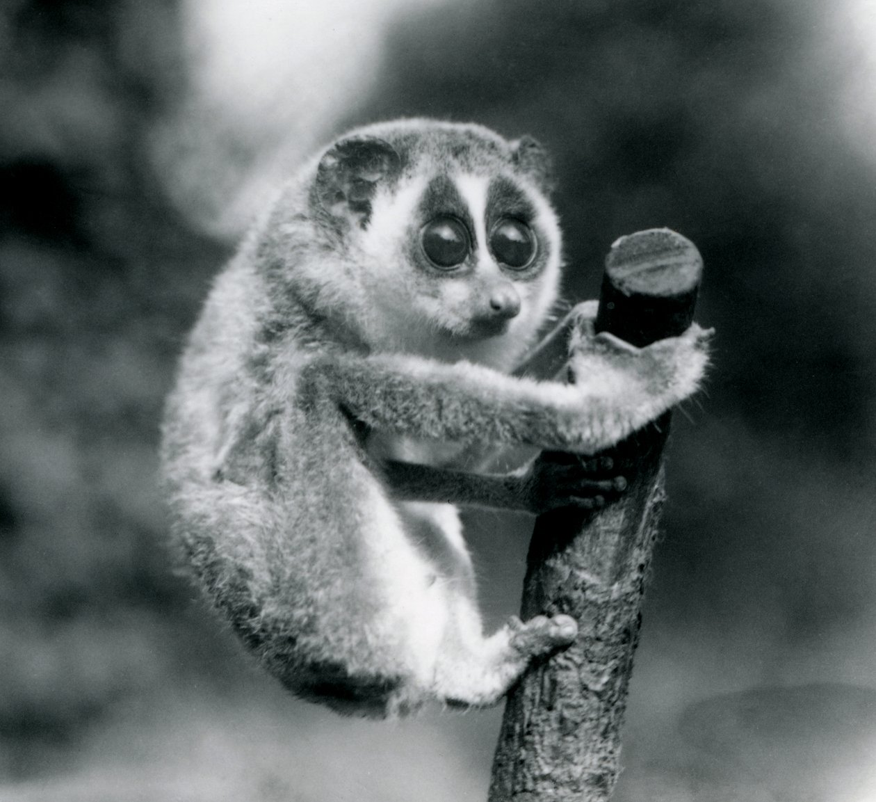Un loris mince tenant l