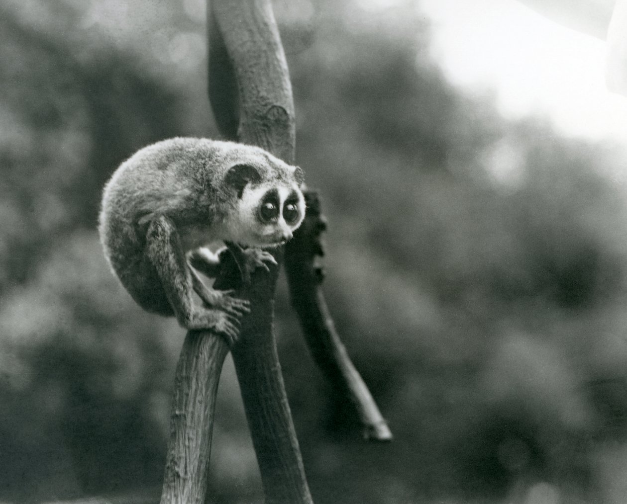 Un loris mince regardant vers le bas depuis une branche, zoo de Londres, août 1926 - Frederick William Bond