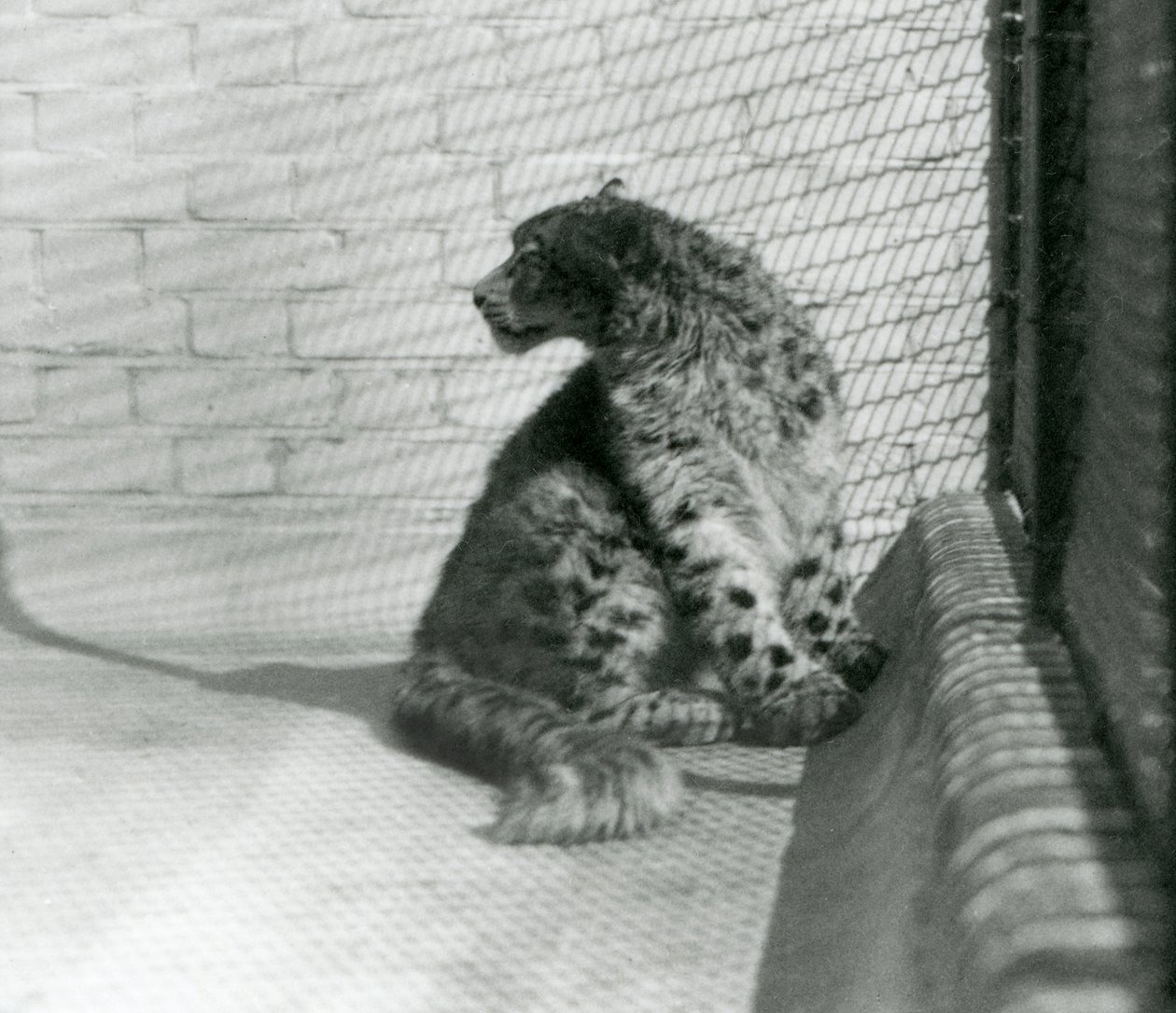 Un léopard des neiges assis, sur le sol, zoo de Londres - Frederick William Bond