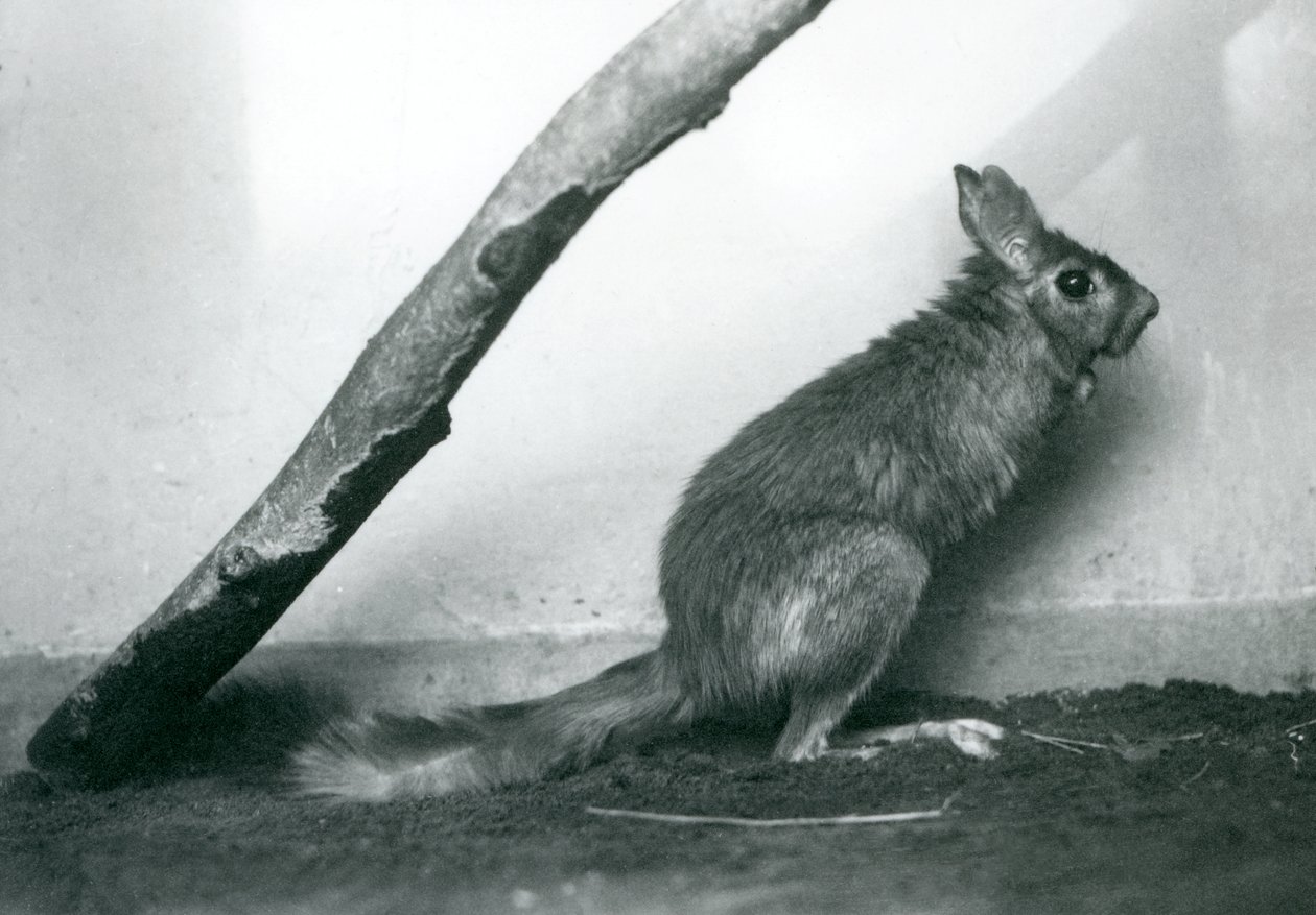 Un lièvre sauteur sud-africain assis sous une branche dans son enclos, Zoo de Londres, décembre 1925 - Frederick William Bond