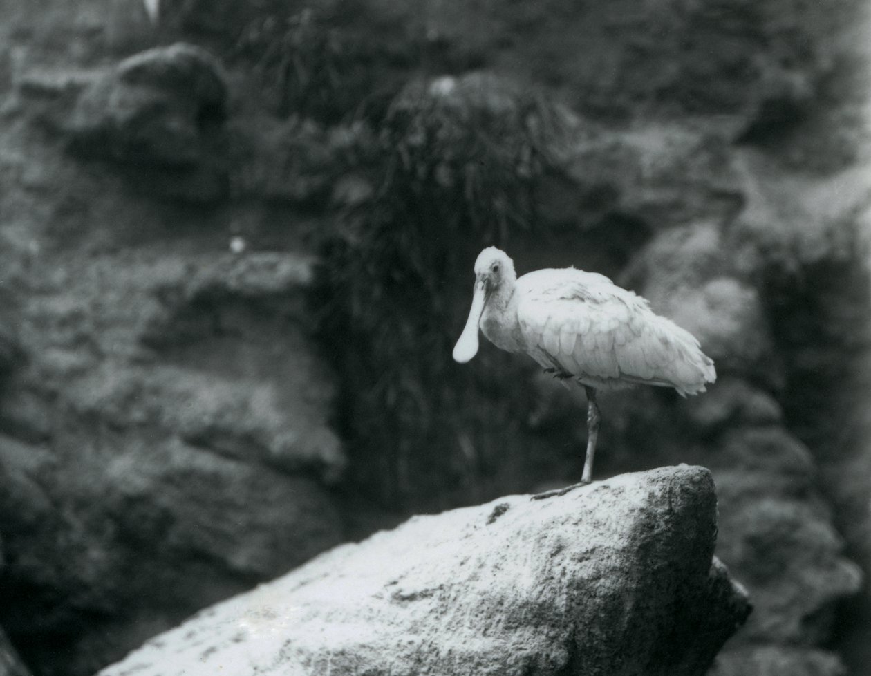 Une spatule debout sur un rocher au zoo de Londres en septembre 1927 - Frederick William Bond
