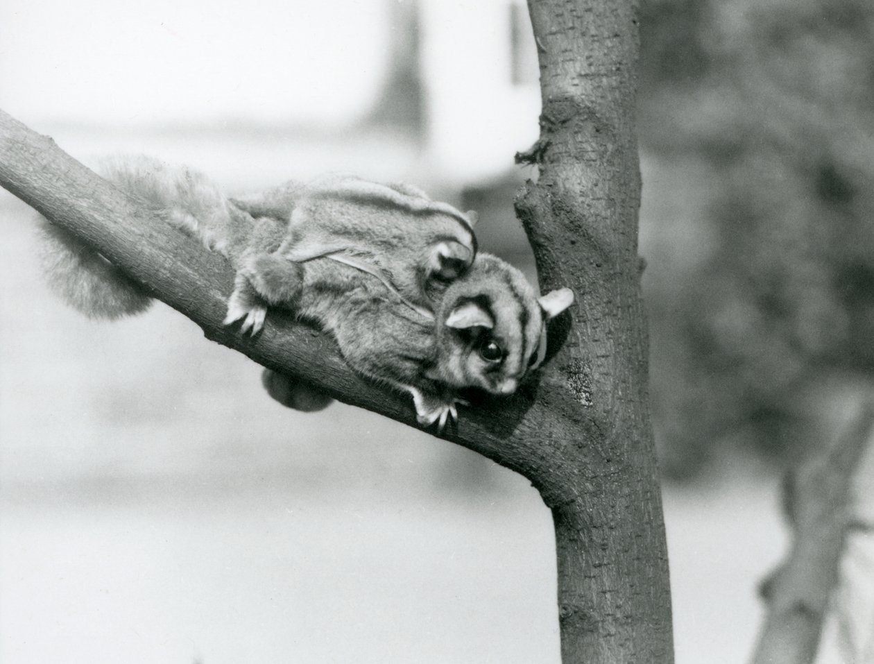 Un planeur à sucre sur une branche avec son bébé sur le dos, zoo de Londres - Frederick William Bond