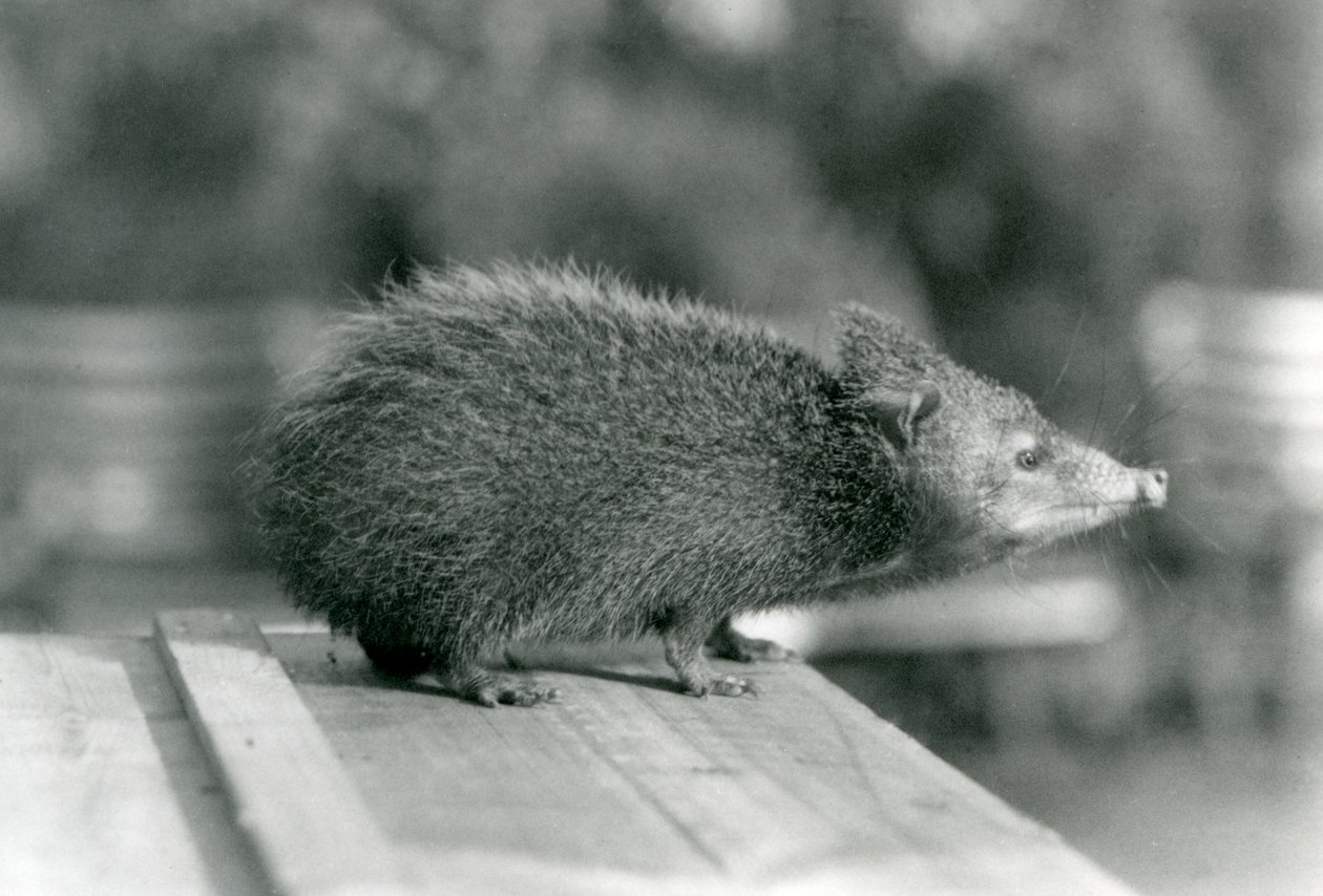 Un tenrec au zoo de Londres en 1929 - Frederick William Bond