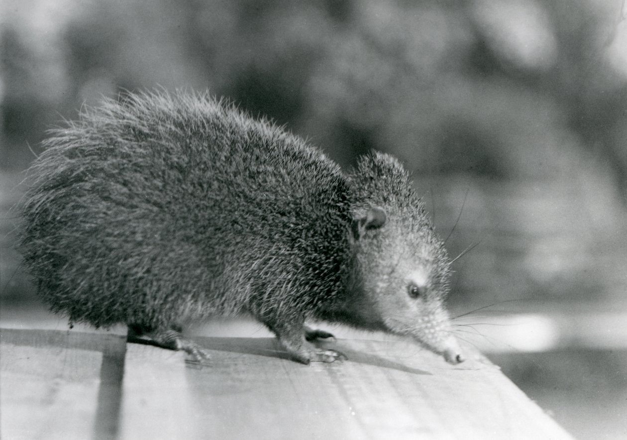 Un tenrec au zoo de Londres en 1929 - Frederick William Bond