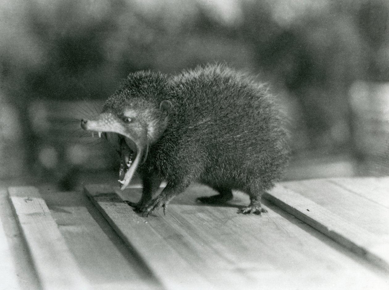 Un tenrec avec la bouche ouverte, montrant sa large ouverture et ses dents acérées, Zoo de Londres - Frederick William Bond