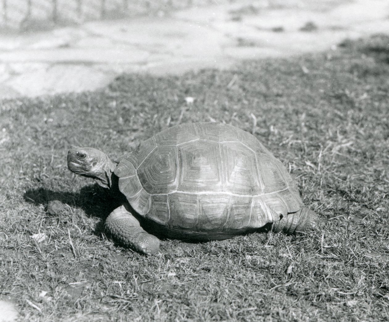 Une tortue sur l