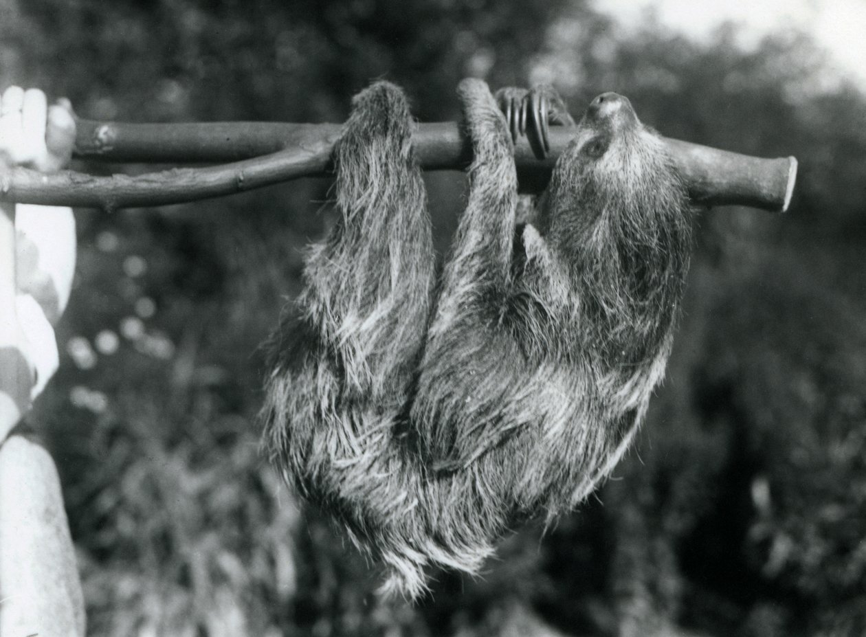 Un paresseux à deux doigts suspendu à une branche coupée, tenue par un gardien, Zoo de Londres, 1925 - Frederick William Bond