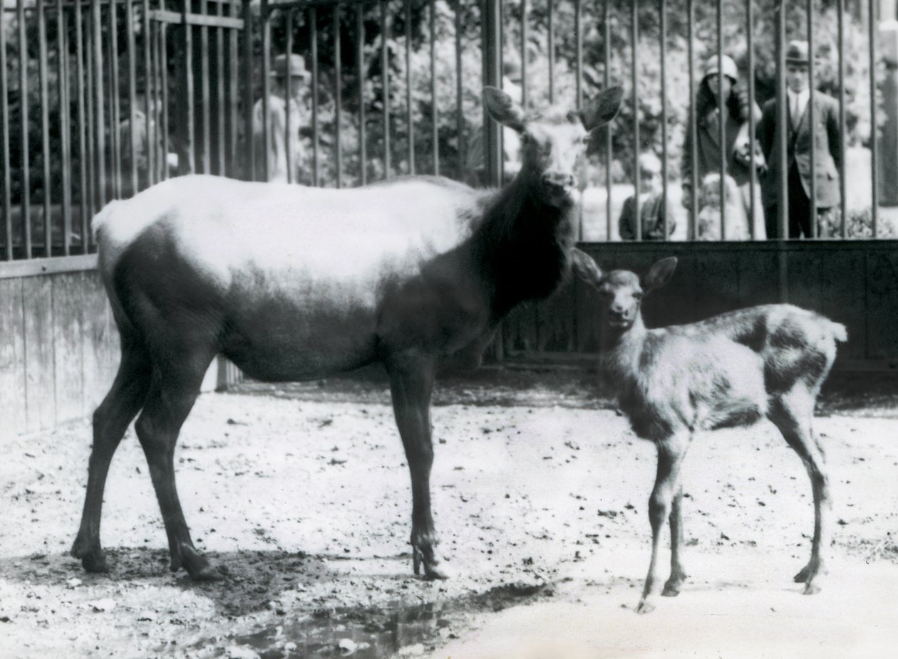 Un wapiti/élan avec son faon dans leur enclos avec des visiteurs regardant à travers les barreaux, zoo de Londres - Frederick William Bond