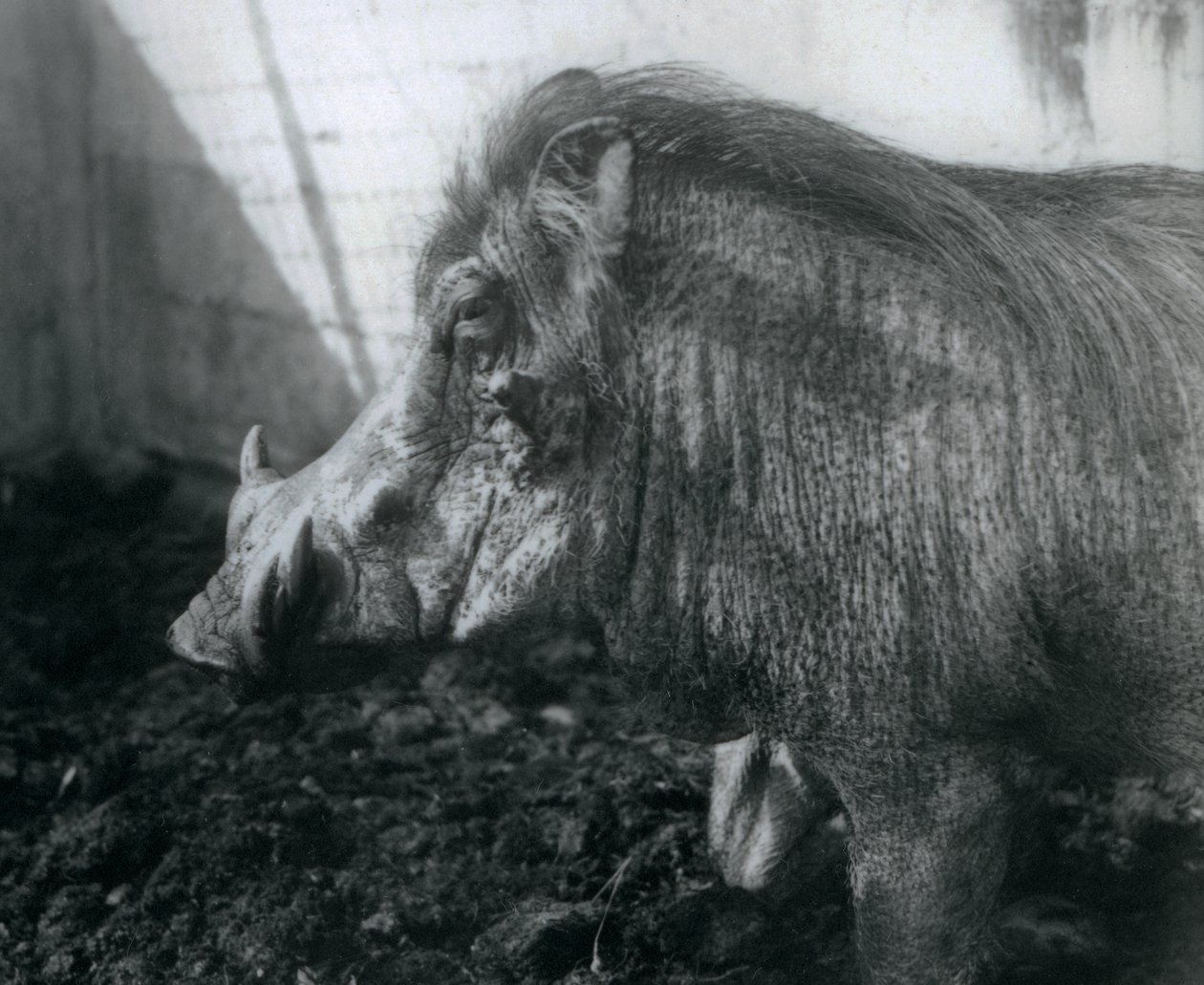 Un phacochère debout dans la boue, Zoo de Londres, 1927 - Frederick William Bond