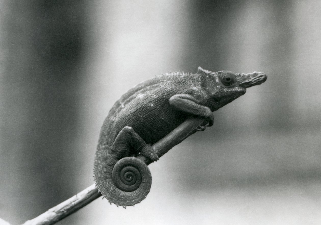 Un caméléon à deux cornes d