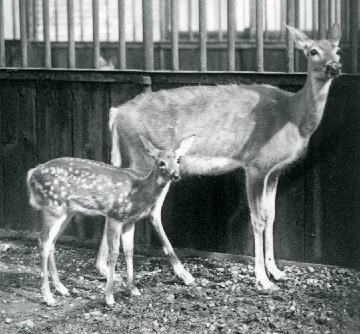 Un cerf de Virginie à queue blanche avec son faon au zoo de Londres en août 1927 - Frederick William Bond